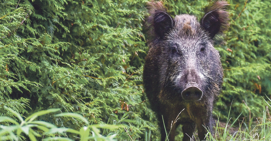 Kleinmachnower Wildschweine